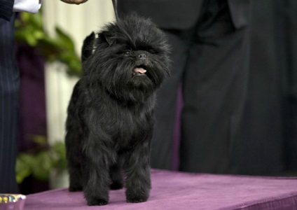 Affenpinscher részletes áttekintést ad a kőzet (fotó) (fotó) Affenpinscher részletes áttekintést ad a kőzet (fotó)