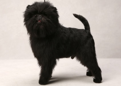 Affenpinscher részletes áttekintést ad a kőzet (fotó) (rock) Affenpinscher részletes áttekintést ad a kőzet (fotó)