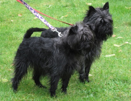 Affenpinscher részletes áttekintést ad a kőzet (fotó) (rock) Affenpinscher részletes áttekintést ad a kőzet (fotó)