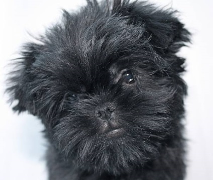 Affenpinscher részletes áttekintést ad a kőzet (fotó) (rock) Affenpinscher részletes áttekintést ad a kőzet (fotó)