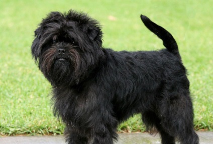 Affenpinscher részletes áttekintést ad a kőzet (fotó) (rock) Affenpinscher részletes áttekintést ad a kőzet (fotó)
