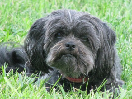 Affenpinscher részletes áttekintést ad a kőzet (fotó) (Affenpinscher) Affenpinscher részletes áttekintést ad a kőzet (fotó)