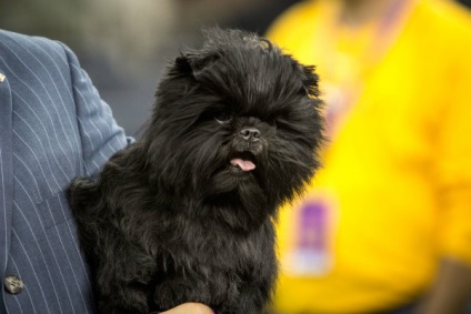 Affenpinscher részletes áttekintést ad a kőzet (fotó) (rock) Affenpinscher részletes áttekintést ad a kőzet (fotó)