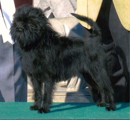 Affenpinscher részletes áttekintést ad a kőzet (fotó) (fotó) Affenpinscher részletes áttekintést ad a kőzet (fotó)