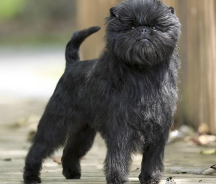 Affenpinscher részletes áttekintést ad a kőzet (fotó) (Affenpinscher) Affenpinscher részletes áttekintést ad a kőzet (fotó)