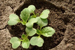 Агротехніка вирощування пекінської капусти висадка насіння і розсади