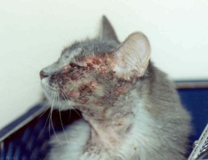 Allergiás bőrgyulladás macskáknál kezelni otthon és képek