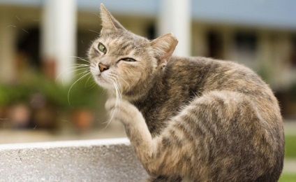 Allergiás bőrgyulladás macskáknál kezelni otthon és képek