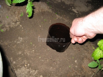 Egy alternatív módszer a locsolás az üvegházhatás - így házi - Üvegházak (növények) Egy másik módszer a locsolás az üvegházhatás -, hogy házi készítésű - Üvegház