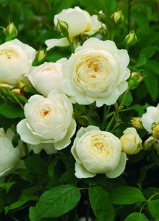 Az angol rózsák