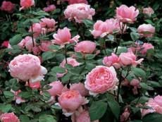 Az angol rózsák