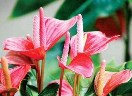 Anthurium megfelelő ellátást egy trópusi virág