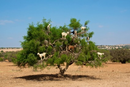 Argan olaj előnyeit, a használata a haj és bőr (használat) Argan olaj előnyeit, a használata a haj és bőr