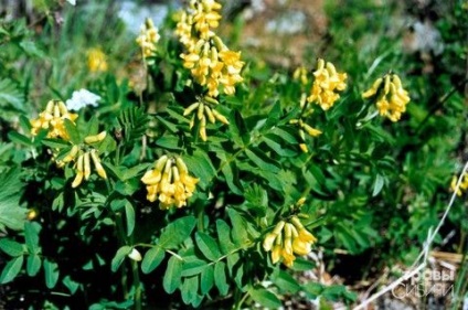 Astragalus - fű elérjük (Astragalus) Astragalus - fű elérjük