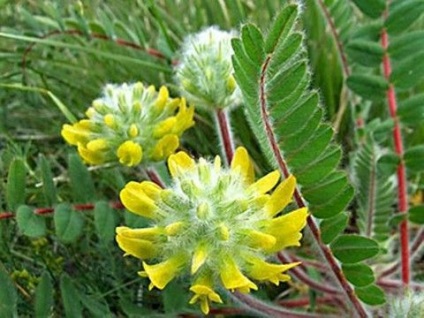 Astragalus - fű elérjük (Astragalus) Astragalus - fű elérjük