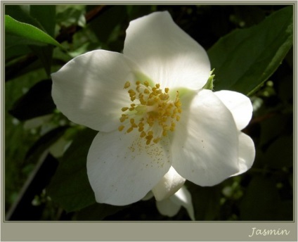 А квітка жасмину завжди гарний що він означає на - мовою квітів, жасмин