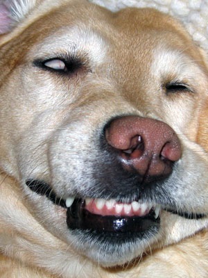 Aibolit kutyája, az első tünetek a kutya betegsége