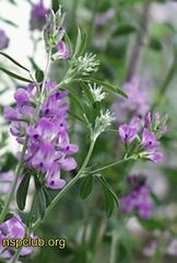 A rügyek NSP lucerna (lucerna (lucerna)) (lucerna) A rügyek NSP lucerna (lucerna (lucerna))
