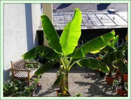 Banán - az ellátás növények otthon