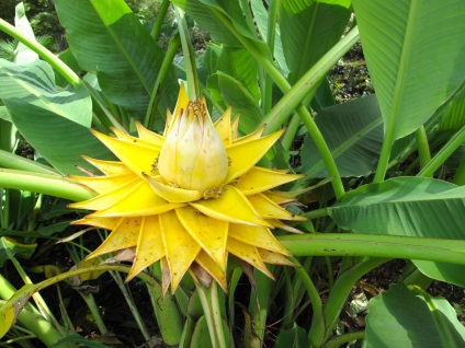Banán - az ellátás növények otthon