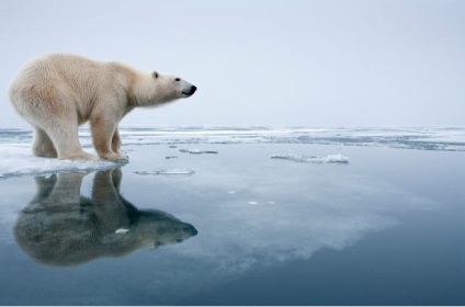 Jegesmedvék lehetne megmenteni ez érdekes! (Polar Bear ugrálás) Jegesmedvék lehetne megmenteni ez érdekes!