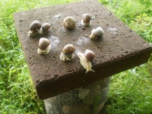 Élelmiszer csigák (escargot) Edények csigák