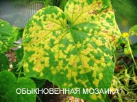 Betegségek peronosporosis uborka anthracnose, lisztharmat, Cladosporium, és foltos vulgaris (uborka) Betegségek peronosporosis uborka, antraknózisa, lisztharmat, Cladosporium, rendes és foltos