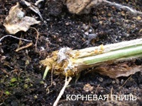 Betegségek peronosporosis uborka, antraknózisa, lisztharmat, Cladosporium, és foltos vulgaris (betegség) Betegségek peronosporosis uborka, antraknózisa, lisztharmat, Cladosporium, rendes és foltos