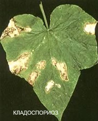 Betegségek peronosporosis uborka, antraknózisa, lisztharmat, Cladosporium, rendes és foltos