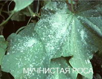 Betegségek peronosporosis uborka, antraknózisa, lisztharmat, Cladosporium, és foltos vulgaris (uborka) Betegségek peronosporosis uborka, antraknózisa, lisztharmat, Cladosporium, rendes és foltos