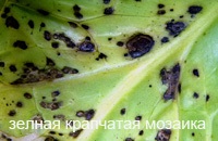 Betegségek peronosporosis uborka, antraknózisa, lisztharmat, Cladosporium, és foltos vulgaris (uborka) Betegségek peronosporosis uborka, antraknózisa, lisztharmat, Cladosporium, rendes és foltos
