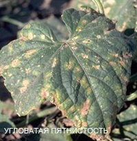 Betegségek peronosporosis uborka anthracnose, lisztharmat, Cladosporium, és foltos vulgaris (uborka) Betegségek peronosporosis uborka, antraknózisa, lisztharmat, Cladosporium, rendes és foltos
