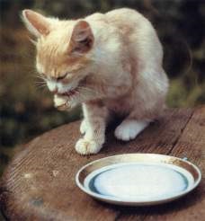 Fogbetegségek macskáknál okok és a kezelés