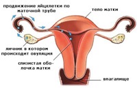 Hurts petefészek ovuláció után, okok, tünetek