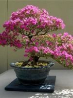 bonsai boróka