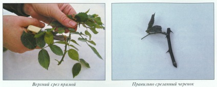 Tea rózsaültetés - gondozás - fajták és tenyésztési, Arhideya (reprodukció) Tea rózsaültetés - gondozás - fajták és tenyésztési, Arhideya