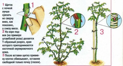 Tea rózsaültetés - gondozás - fajták és tenyésztési, Arhideya (reprodukció) Tea rózsaültetés - gondozás - fajták és tenyésztési, Arhideya