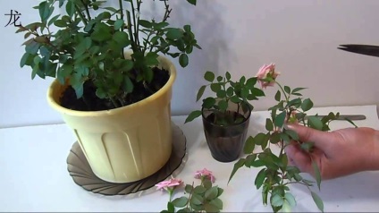 Tea rózsaültetés - gondozás - fajták és tenyésztési, Arhideya (reprodukció) Tea rózsaültetés - gondozás - fajták és tenyésztési, Arhideya