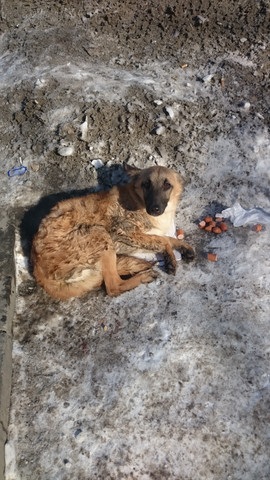 Cseljabinszk Állatvédelmi portál - SOS! Elütötte egy kutya a buszmegállóban!
