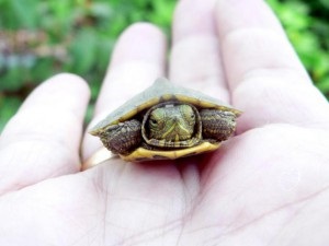 Чим годувати річкову черепаху в домашніх умовах