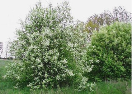 Bird cseresznyefa - ültetés és gondoskodó növények