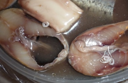 Worms Herring fotók, függetlenül attól, hogy veszélyes az emberre, és hogy vannak-e hering (veszélyes) Worms Herring fotók, függetlenül attól, hogy veszélyes az emberre, és hogy vannak-e hering
