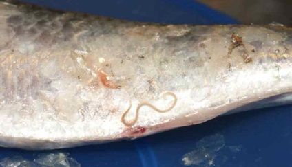 Worms Herring fotók, függetlenül attól, hogy veszélyes az emberre, és hogy vannak-e hering (veszélyes) Worms Herring fotók, függetlenül attól, hogy veszélyes az emberre, és hogy vannak-e hering