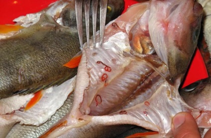 Worms Herring fotók, függetlenül attól, hogy veszélyes az emberre, és hogy vannak-e heringet (férgek) Worms Herring fotók, függetlenül attól, hogy veszélyes az emberre, és hogy vannak-e hering