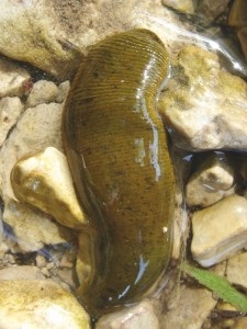 Mi a teendő, ha megharapott egy pióca harapást! (Leech) Mi a teendő, ha megharapott egy pióca harapást!