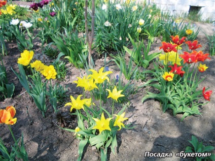 Mi a növény után tulipánok
