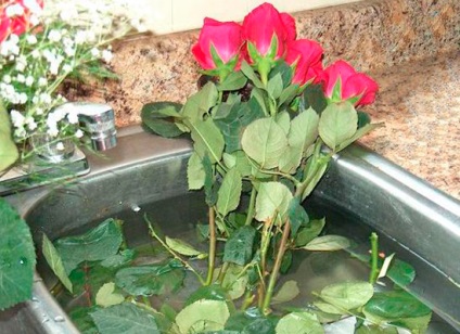 Hogyan készítsünk rózsa régóta vázák nem száradt