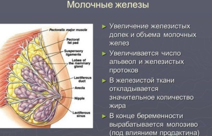 Mi dyshormonal breast