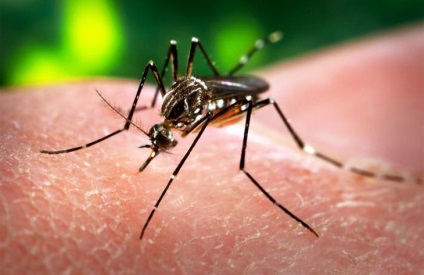 Mi az a vírus Zika-e félni az új járvány - hálózati kiadás M24 - Budapest 24