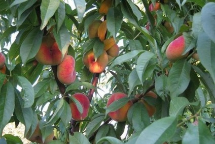 Milyen gyümölcsöt - barack: Peach (őszibarack) Milyen gyümölcsöt - barack: Peach